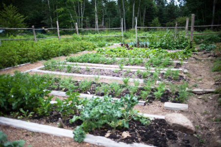 Garden Designs for Beauty and Function Image